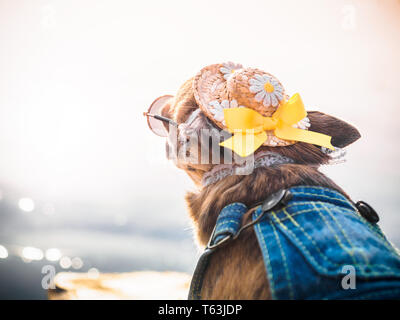 Chihuahua, tragen, Stroh, Hut, Sonnenbrille und Denim Overalls genießt Sonne am Ufer. Süße kleine Hündchen nimmt Bädern und Outdoor. Modisch dr Stockfoto