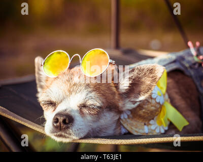 Chihuahua mit Sonnenbrille und Strohhut liegt in einer Hängematte in der Nähe von einem Strand die Sonne genießen. Modische Hund in einer Jeans Anzug gekleidet ruht auf der nat Stockfoto