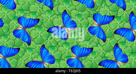 Schönen natürlichen Hintergrund mit viel vibrant blue Schmetterlingen. Stockfoto