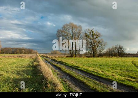 Spuren der Räder und Pfützen auf einem Feldweg durch eine grüne Wiese, große Bäume ohne Blätter und regnerischen Wolken im Himmel Stockfoto