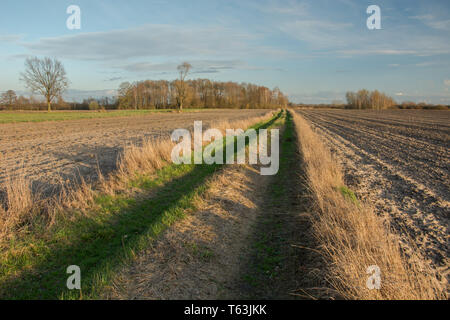 Ein Boden mit Gras von gepflügten Feldern abgedeckt werden, eine Baumgruppe mit Bäume ohne Blätter und Wolken am blauen Himmel Stockfoto