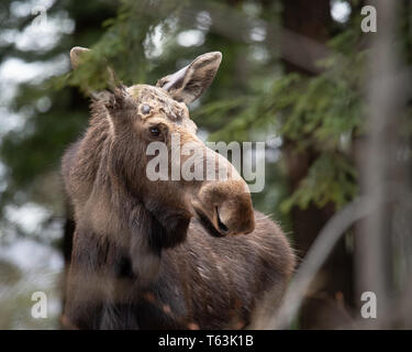 Ein Nordamerikanischer Elch,, Alces alces, versteckt in den Adirondack Mountains Wilderness in New York, USA Stockfoto