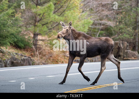 Ein Nordamerikanischer Elch, Alces Alces, Überqueren einer Autobahn in den Adirondack Mountains, NY, USA Stockfoto