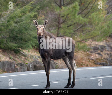 Ein Nordamerikanischer Elch, Alces Alces, in der Mitte einer Autobahn in den Adirondack Mountains stehend, NY, USA Stockfoto