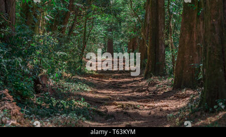 Ein Foto im Querformat der schöne und magische der Weg in den "Bosque de La Hoja', ein mountanious Wald am Hang des Central Valley, Costa Rica Stockfoto