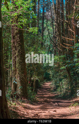 Ein Foto im Querformat der schöne und magische der Weg in den "Bosque de La Hoja', ein mountanious Wald am Hang des Central Valley, Costa Rica Stockfoto