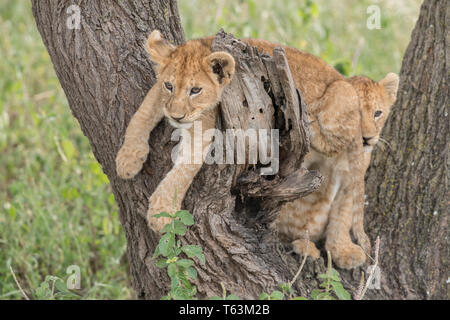 Lion Cubs Klettern im Baum, Tansania Stockfoto