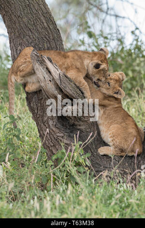 Lion Cubs Klettern im Baum, Tansania Stockfoto