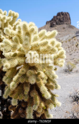 Detail der Teddybär Cholla (Cylindropuntia Bigelovii) Kaktus auf einer Wüste in Arizona, USA Stockfoto