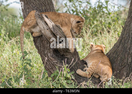 Lion Cubs Klettern im Baum, Tansania Stockfoto