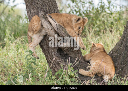 Lion Cubs Klettern im Baum, Tansania Stockfoto