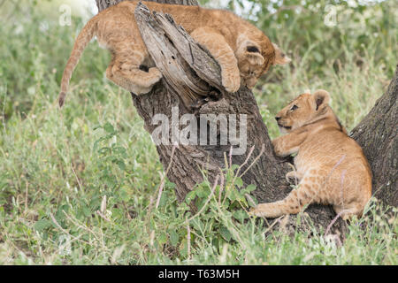 Lion Cubs Klettern im Baum, Tansania Stockfoto