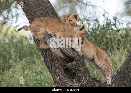 Lion Cubs Klettern im Baum, Tansania Stockfoto