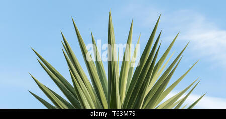 Blätter von Giant Yucca, Spineless Yucca, Soft-Tip über Himmel Hintergrund Stockfoto
