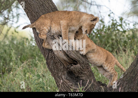 Lion Cubs Klettern im Baum, Tansania Stockfoto