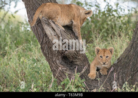 Lion Cubs Klettern im Baum, Tansania Stockfoto