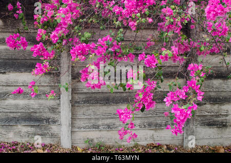 Zaun mit bunten rosafarbene Bougainvillea Blumen Stockfoto