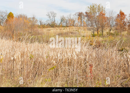 Ein Feld von rohrkolben mit einigen kahlen Zypressen trägt rötlich-braune Herbstlaub im Hintergrund an der St. Louis Bellefontaine Conservation Area. Stockfoto