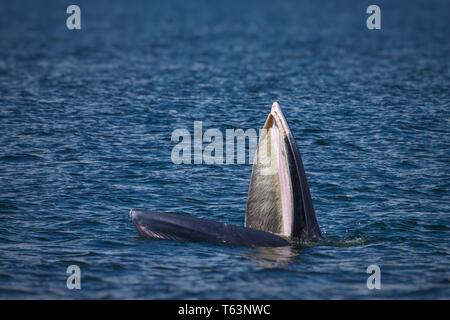 Bryde's Wale Fütterung im Ozean. Mitglieder der bartenwal Familie Stockfoto