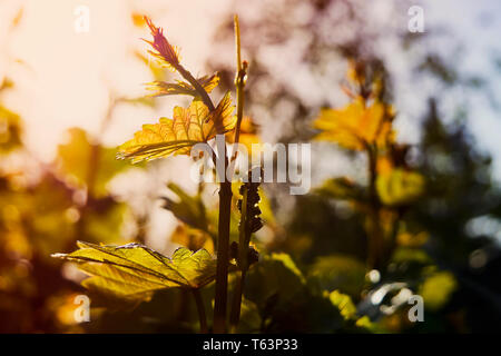 Junge zarte Triebe und Blätter der Trauben am Weinstock im Frühjahr. Rebe und junge Bündel in der Morgendämmerung Sonne. Stockfoto