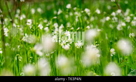 Wiese voll von schönen und weißen Vogelmiere Blumen Stockfoto