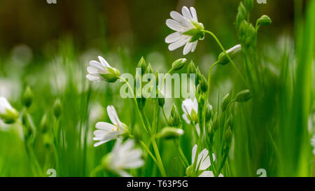 Wiese voll von schönen und weißen Vogelmiere Blumen Stockfoto