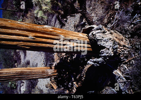 Saguaro Kaktus Tod Stockfoto
