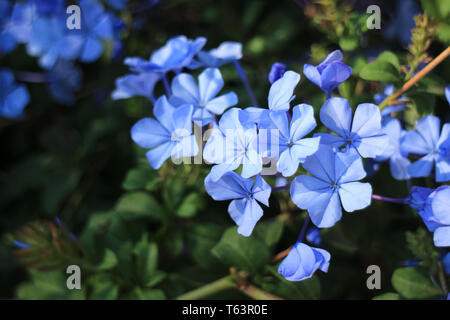 Menge Blau Plumbago Blumen blühen im Sonnenlicht, Santiago, Chile Stockfoto