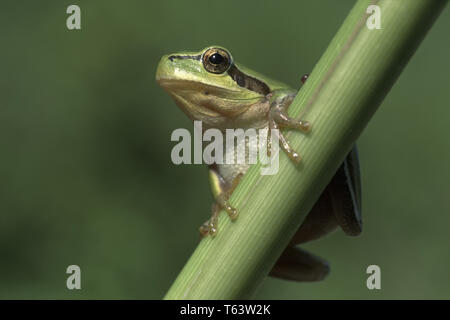 Europäischer Laubfrosch, Hyla arborea Stockfoto