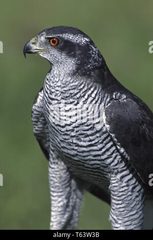 Eurasischen Sperber (Accipiter nisus), Deutschland Stockfoto