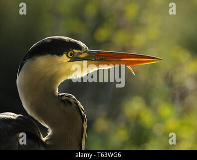 Graureiher Ardea cinerea Stockfoto