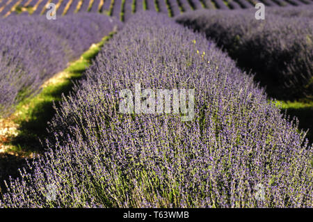 Lavendel Feld, Provence, Frankreich Stockfoto