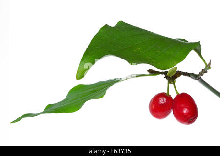 Sorbet, Cornus Mas, carneol Kirsche, cornel Cherry Stockfoto