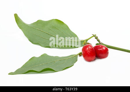 Sorbet, Cornus Mas, carneol Kirsche, cornel Cherry Stockfoto