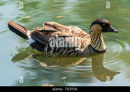 Hawaiian Goose - auch bekannt als Nene (Branta sandvicensis) - Das auf dem See - Nahaufnahme mit selektiven Fokus Stockfoto