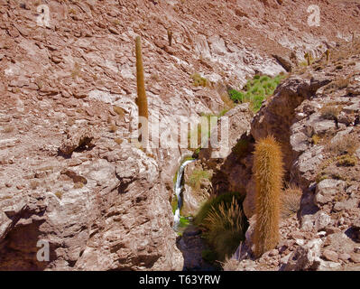 Überraschend Schnee schmilzt auf der hohen Vulkane unterstützt Flüsse in der Atacama-wüste, die üppigen Weide in Tälern der Weidewirtschaft zu ermöglichen. Stockfoto