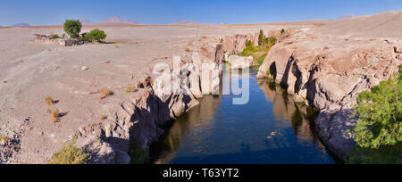 Überraschend Schnee schmilzt auf der hohen Vulkane unterstützt Flüsse in der Atacama-wüste, die üppigen Weide in Tälern der Weidewirtschaft zu ermöglichen. Stockfoto