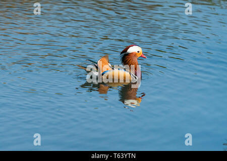 Mandarinente (Aix galericulata) auf dem See mit dem Spiegelbild im Wasser Stockfoto