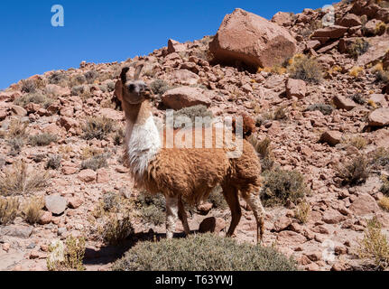 Lama, in seinem natürlichen Lebensraum hoch in der Atacama Wüste südlich der chilenischen Anden rund 4300 Meter über dem Meeresspiegel. Stockfoto