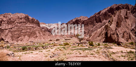 Überraschend Schnee schmilzt auf der hohen Vulkane unterstützt Flüsse in der Atacama-wüste, die üppigen Weide in Tälern der Weidewirtschaft zu ermöglichen. Stockfoto