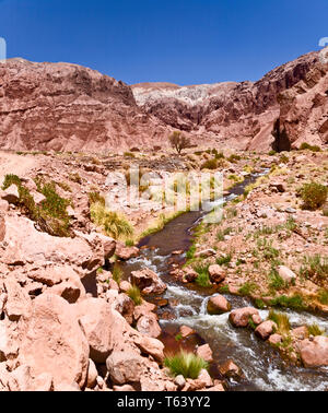 Überraschend Schnee schmilzt auf der hohen Vulkane unterstützt Flüsse in der Atacama-wüste, die üppigen Weide in Tälern der Weidewirtschaft zu ermöglichen. Stockfoto