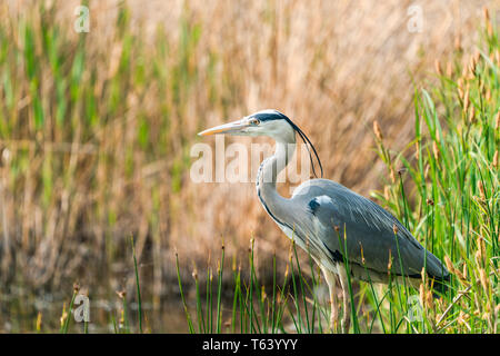 Graureiher (Ardea cinerea) - closeup mit selektiven Fokus Stockfoto