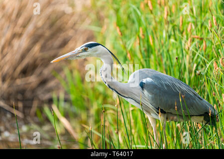 Graureiher (Ardea cinerea) - closeup mit selektiven Fokus Stockfoto