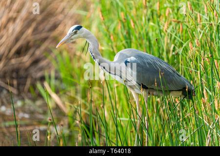 Graureiher (Ardea cinerea) - closeup mit selektiven Fokus Stockfoto