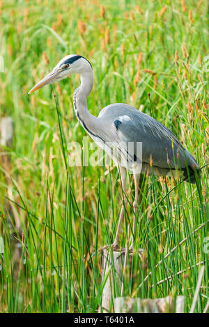 Graureiher (Ardea cinerea) - closeup mit selektiven Fokus Stockfoto