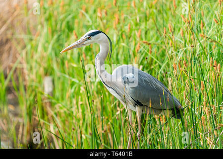 Graureiher (Ardea cinerea) - closeup mit selektiven Fokus Stockfoto