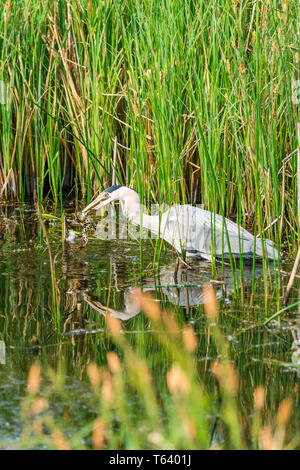 Graureiher (Ardea cinerea) in das Wasser in einen Frosch - Nahaufnahme mit selektiven Fokus gefangen Stockfoto