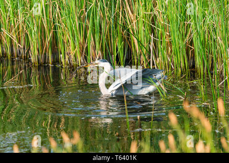 Graureiher (Ardea cinerea) in das Wasser in einen Frosch - Nahaufnahme mit selektiven Fokus gefangen Stockfoto