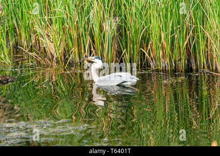 Graureiher (Ardea cinerea) in das Wasser in einen Frosch - Nahaufnahme mit selektiven Fokus gefangen Stockfoto