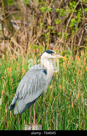 Graureiher (Ardea cinerea) - closeup mit selektiven Fokus Stockfoto